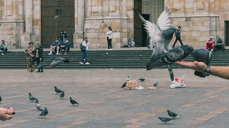 A hand feeding pigeons in a stone plaza in front of a cathedral.