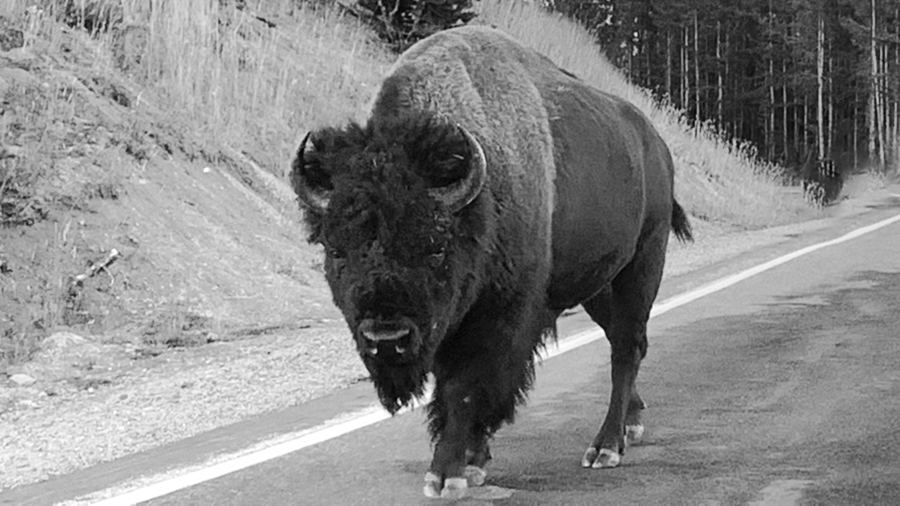 A bison standing in the middle of a two-lane road, framed by forest.